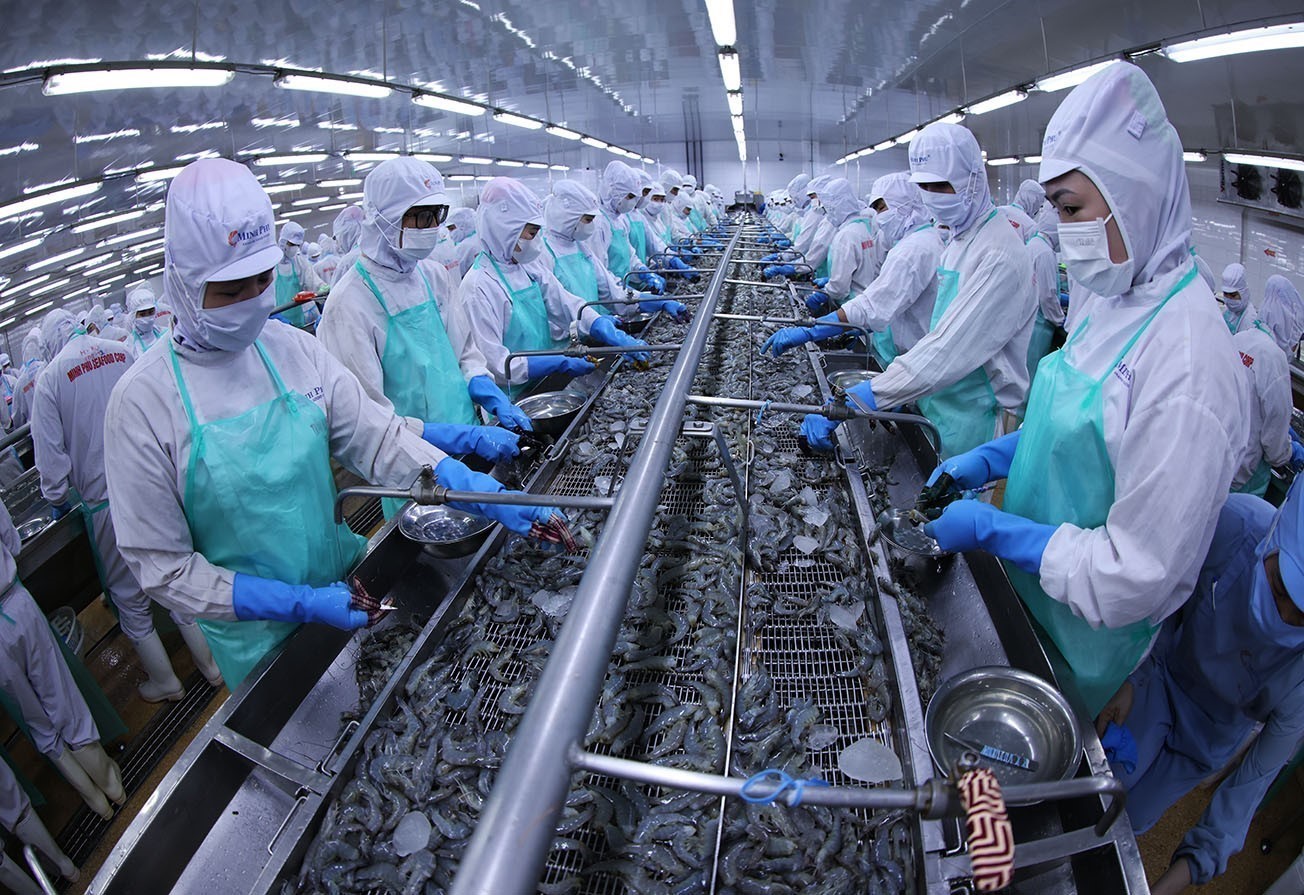 Tập đoàn Minh Phú xuất khẩu đến 99% sản lượng tôm đông lạnh