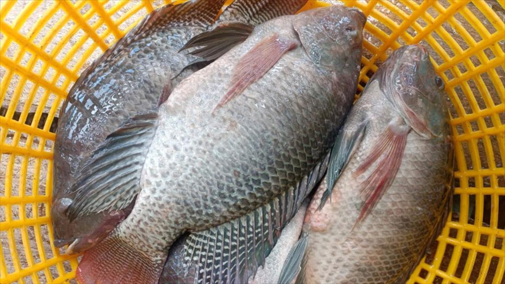 Cá rô phi là loại cá nước ngọt quen thuộc, dễ tìm mua tại các chợ dân sinh với mức giá khá bình dân. Không chỉ có phần thịt trắng, chắc, nhiều nạc và ít xương dăm, loại cá này còn cung cấp lượng protein đáng kể cùng nhiều vitamin, khoáng chất cần thiết cho cơ thể.